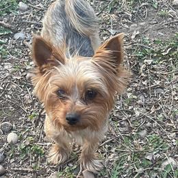 Rixie - Yorkshire Terrier