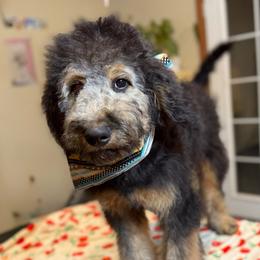 Cosmo - Tri-color male Bernedoodle puppy in Lookout, California from Remington Kennels, LLC