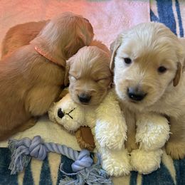 Golden Retrievers from Adele's Golden Retrievers