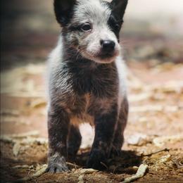 Sauron (AKC) - Blue male Australian Cattle Dog puppy in Marana, Arizona from Impact 3rd Australian Cattle Dogs