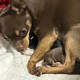 Citrine - Chihuahua