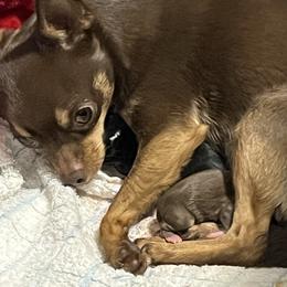 Citrine - Chihuahua
