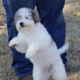 Blue Merle Parti - Blue merle female Aussiedoodle puppy in Lawton, Oklahoma from Lindsey’s Aussies