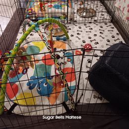 Maltese Puppies from SugarBellsMaltese