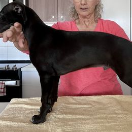 Whippet Puppies from Jody Eller's Whippets