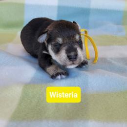 Wisteria - Salt and pepper female Miniature Schnauzer puppy in Piedmont, Oklahoma from J&K's Miniature Schnauzers