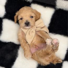 Luv Bug Runt 3250 Boy free USdelivery - Apricot male Goldendoodle puppy in Mayfield, Utah from Ruff Country Doodles