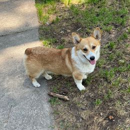 Zorrie - Pembroke Welsh Corgi