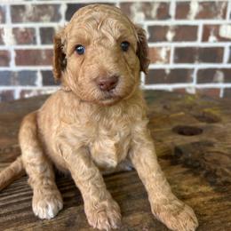 Pink Girl - Apricot female Goldendoodle puppy in Huntsville, Alabama from Winchester Doodles