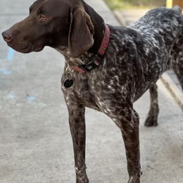 Gus - German Shorthaired Pointer