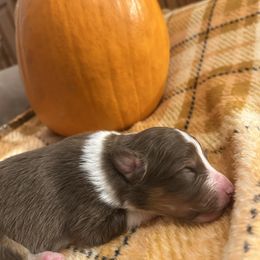Fall - female Australian Shepherd puppy in Arcanum, Ohio from Krafthaus Rottweilers