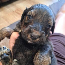 Royal blue boy 1950 - Chocolate merle male Bernedoodle puppy in Lafayette, Alabama from Williams Lake Kennels