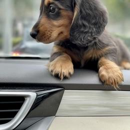 Dachshund Puppies from Meldox