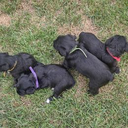 Miniature Schnauzer Puppies from Shenandoah Schnauzers