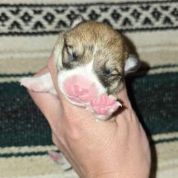 Drew - Red male Pembroke Welsh Corgi puppy in Anton, Texas from X Bar's Lil Legs of Texas