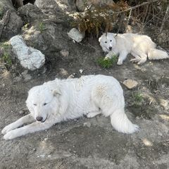 Cash - White Maremma Sheepdog puppy in East Dover, Vermont from Cracked An Egg Farm