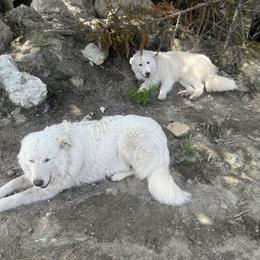 Cash - White Maremma Sheepdog puppy in East Dover, Vermont from Cracked An Egg Farm