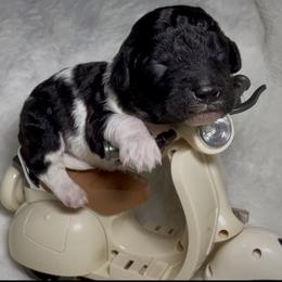 Blue collar boy - Parti male Goldendoodle puppy in Litchfield, Connecticut from Gracie Doodles CT