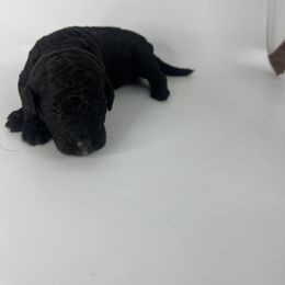 Mauve Girl - Bernedoodle puppy in Wexford County, Michigan from Blissful Bernedoodles