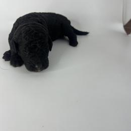 Mauve Girl - Bernedoodle puppy in Wexford County, Michigan from Blissful Bernedoodles
