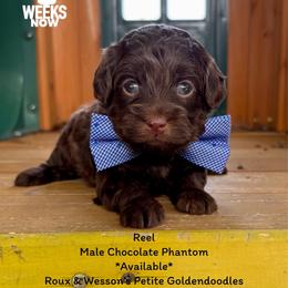 Reel - Chocolate male Goldendoodle puppy in Orange, Texas from Walk with Me Doodles
