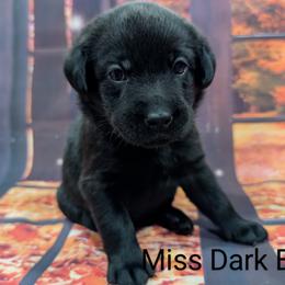 Goldendoodle, Golden Retriever, Labradoodle, and Labrador Retriever Puppies from Robertson's Retrievers and Doodles