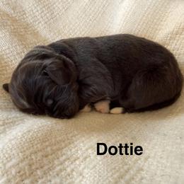 Dottie - White and brown female Newfoundland puppy in Goodhue, Minnesota from Claypits Newfoundlands
