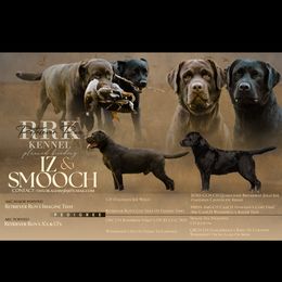 Labrador Retriever puppies from Retriever Run Labradors
