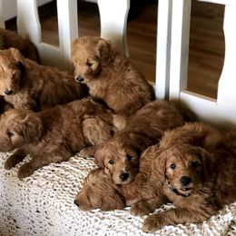 Goldendoodle Puppies from Mountainside Goldendoodle
