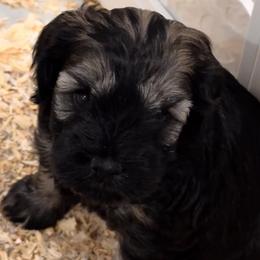 Clementine - Sable female Schnoodle puppy in Placerville, California from Rpuppies