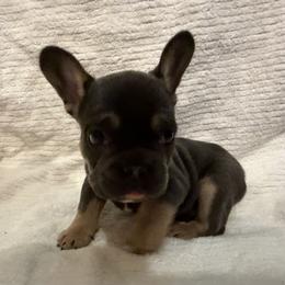 Blue and Tan - Blue fawn male French Bulldog puppy in Wellington, Colorado from Blood Family Frenchies and Bouvs