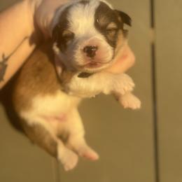 Prince - Sable male Pembroke Welsh Corgi puppy in East Oakdale, California from Rhettro Kennels