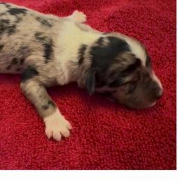 Marigold - Blue merle female Aussiedoodle puppy in Cartersville, Georgia from Simply Blessed Doodles