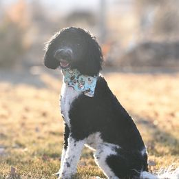 Bentlee - Goldendoodle