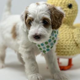 Polar - Parti male Goldendoodle puppy in Florence, South Carolina from Candy Doodles