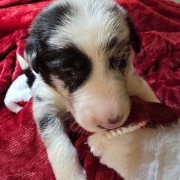 RUDY, Mr Purple - Blue merle male Border Collie puppy in San Tan Valley, Arizona from Sherry's Border Collies