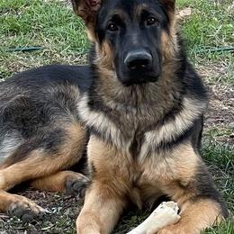 German Shepherd Puppies from Kaiser + Leyna