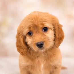 Hope - Red female Cavapoo puppy in Grand Blanc, Michigan from Halsey Poodles and Doodles