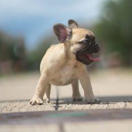 French Bulldog Puppies from Texas Express French Bulldogs