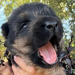 Uta - Black and red female German Shepherd puppy in Marianna, Florida from Haus M Godwin