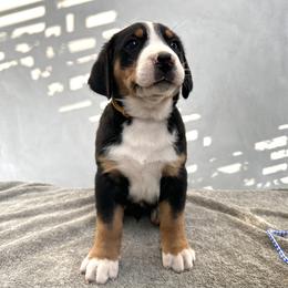 Gold - Black, white and red male Greater Swiss Mountain Dog puppy in Pasadena, California from Park Place Swissys