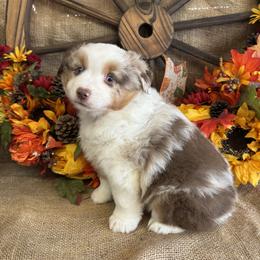 Wyatt - Red merle male Miniature American Shepherd puppy in Cowlitz County, Washington from Pleasant Woods Miniature American Shepherds