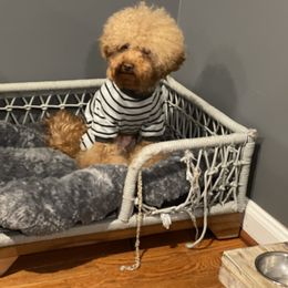 Cash - Poodle