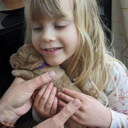 Double Doodle Puppies from Riverside Doodles in Seattle