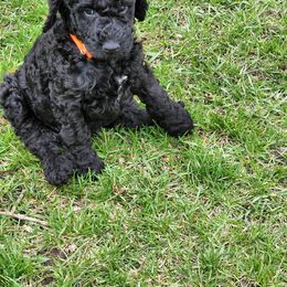 Poodle Puppies from Mn Poodles with Standards