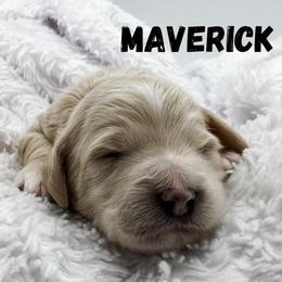 Maverick - Cream male Goldendoodle puppy in Eagle Mountian, Utah from The Puppy Family