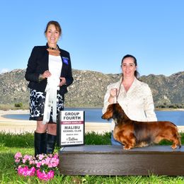 Dachshund All Grown Up from Rare Treat Dachshunds