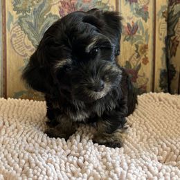 Posh Spice - Black and tan female Havana Silk Dog puppy in Burlington, Wisconsin from Havana Silk Romance