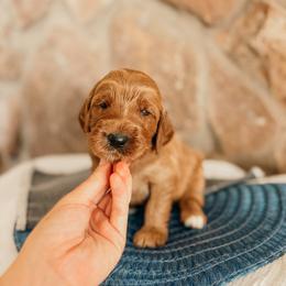Hamilton - Red  male Goldendoodle puppy in Yukon, Oklahoma from Bows and Ties Doodles, LLC