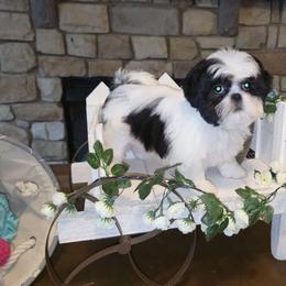 Max - Black and white male Shih Tzu puppy in Kings Mountain, North Carolina from Britany's Shih Tzus